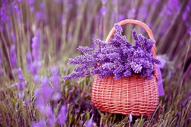 Lavanda - foto