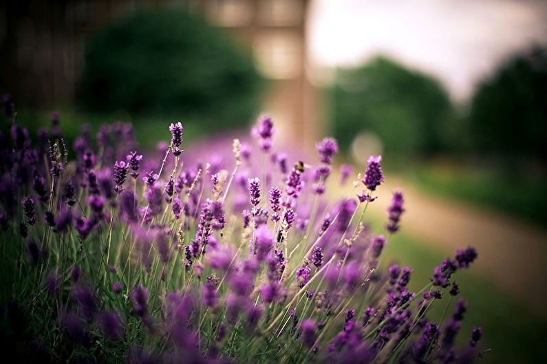 Lavanda - foto