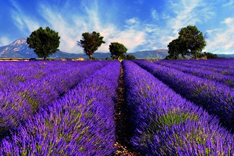 Lavanda - fotografija