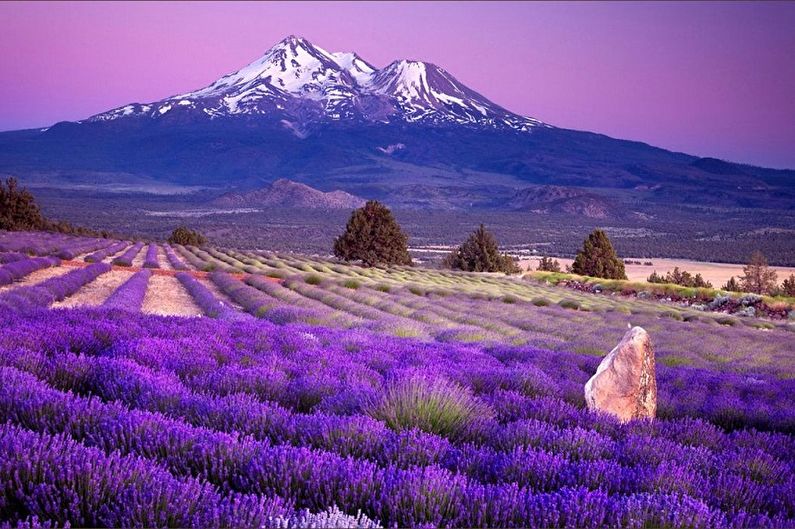 Lavendel - foto