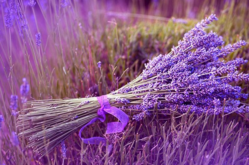 Lavendel - foto