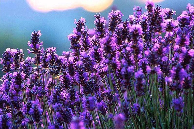 Lavanda - fotografija