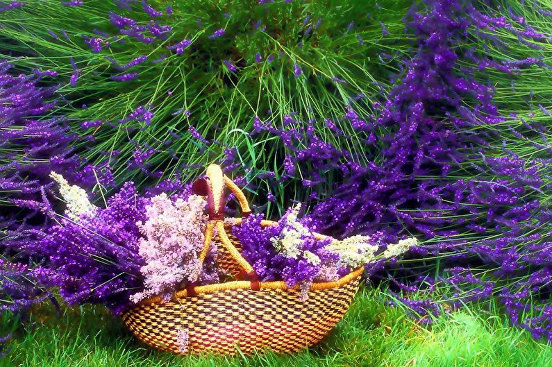 Lavanda - foto