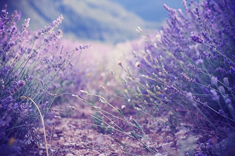 Lavendel - foto