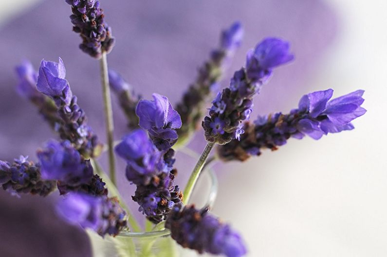 Lavanda - fotografie