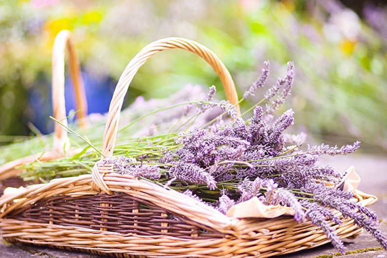 Lavanda - foto