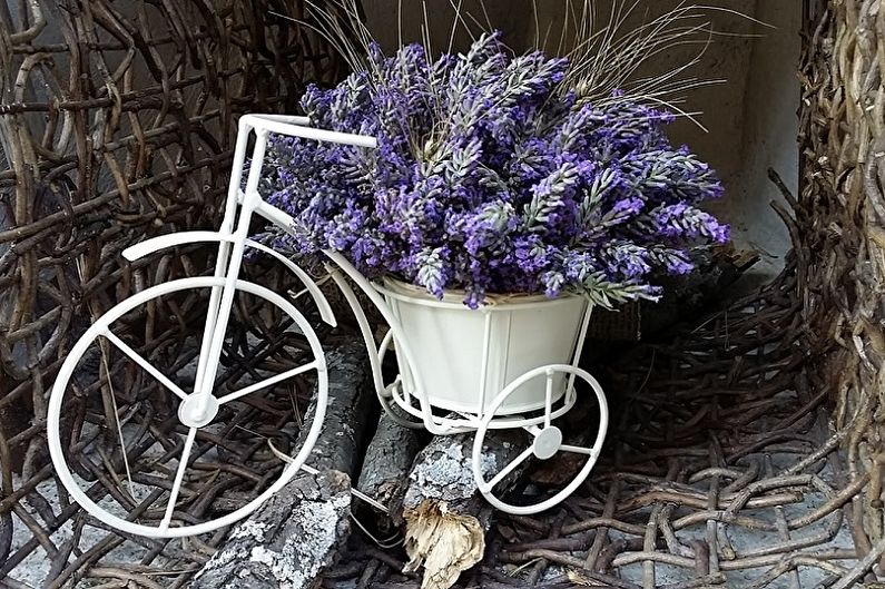 Lavender - larawan