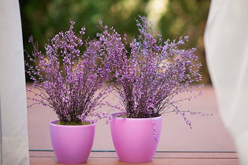 Lavanda - fotografija