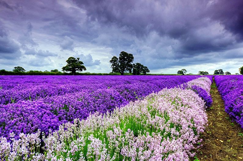 Lavanda - fotografija