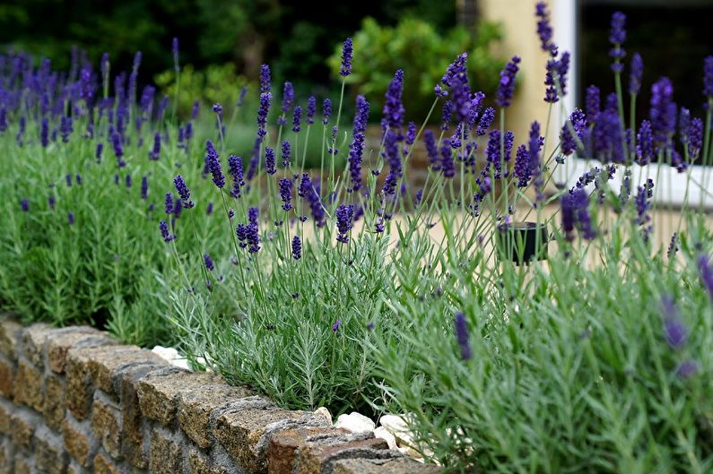 Lavanda - fotografija