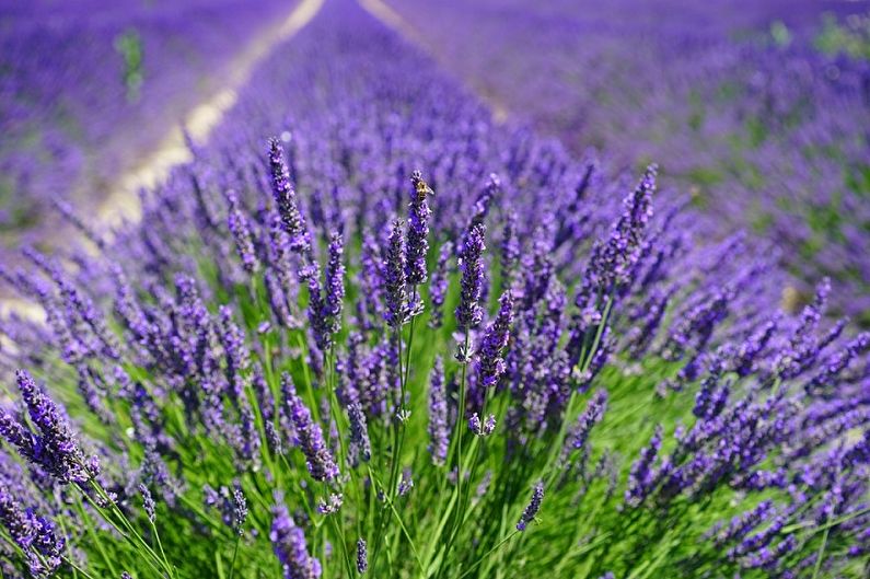 Lavanda - fotografija