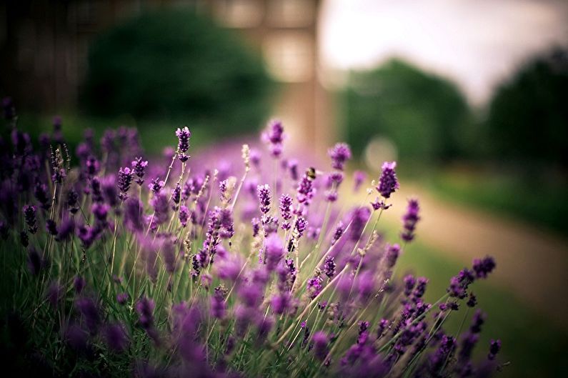 Lavanda - fotografija