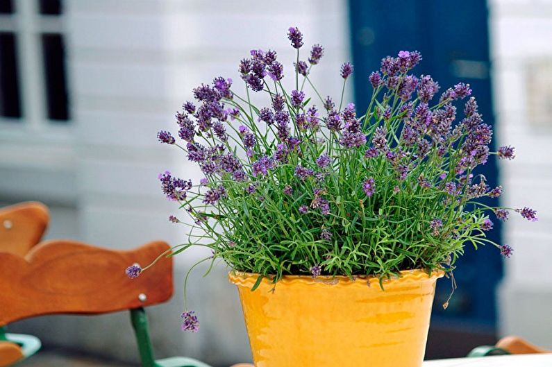 Lavendel - foto