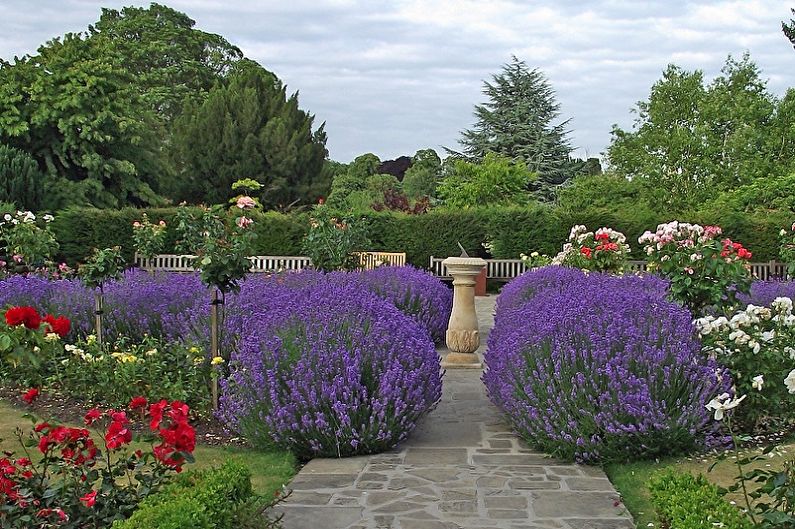 Lavanda - foto