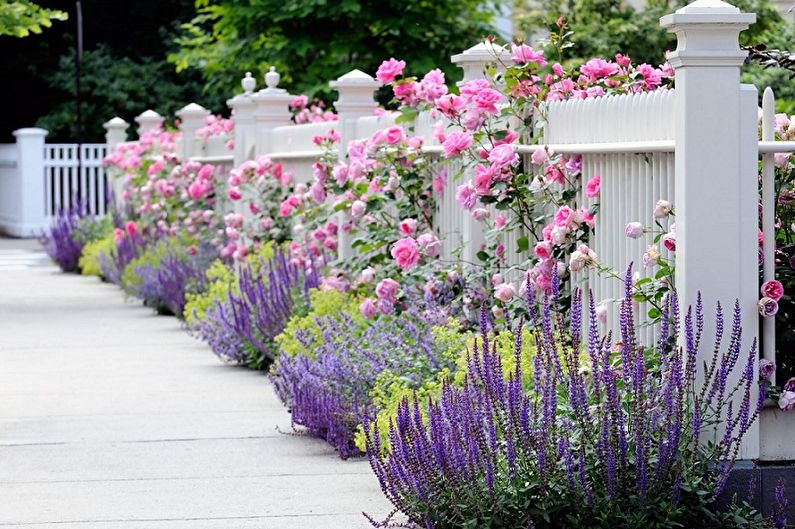 Lavendel - Foto