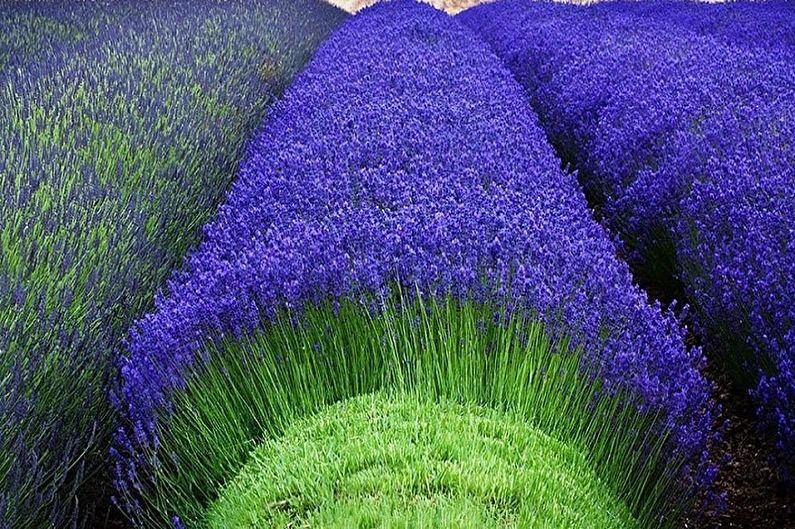 Lavanda - fotografija