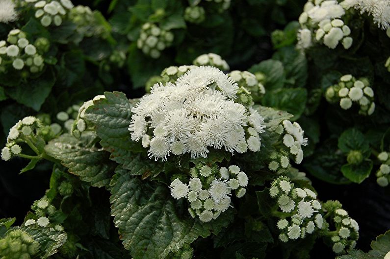 Ageratum - ألبا