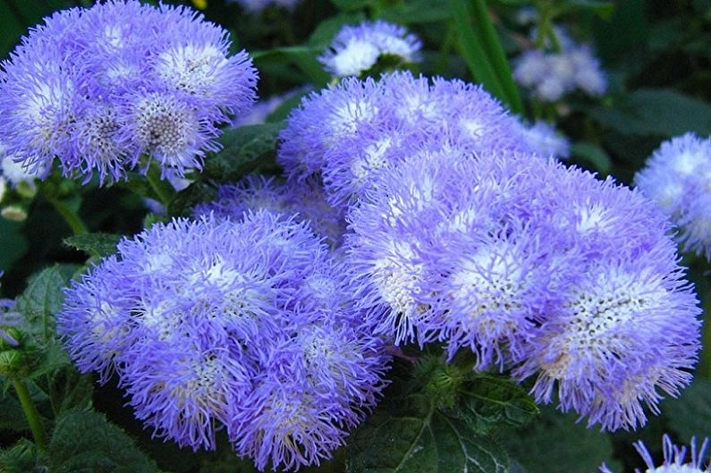 Ageratum - mėlyna minia