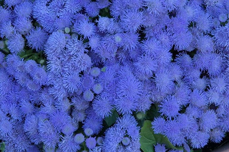 Ageratum - kék csokor