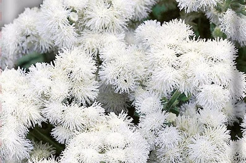 Ageratum - ลูกบอลสีขาว