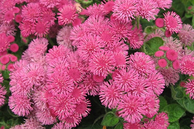 Ageratum - Pink Fire