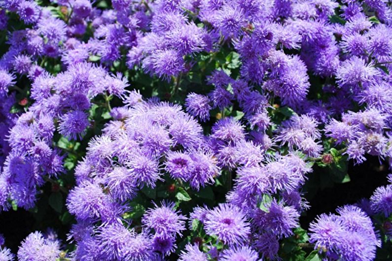 Ageratum - North Sea