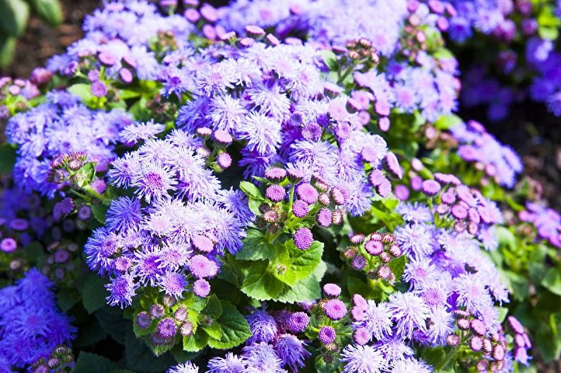 Ageratum - apgaismojums