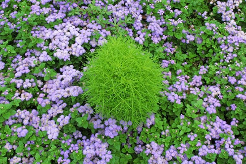 Ageratum - Beleuchtung