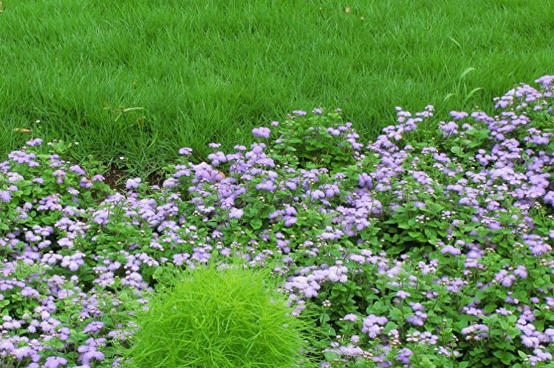 Ageratum - temperatūra