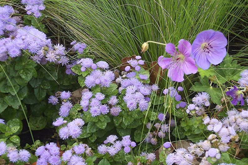 Ageratum - temperatur