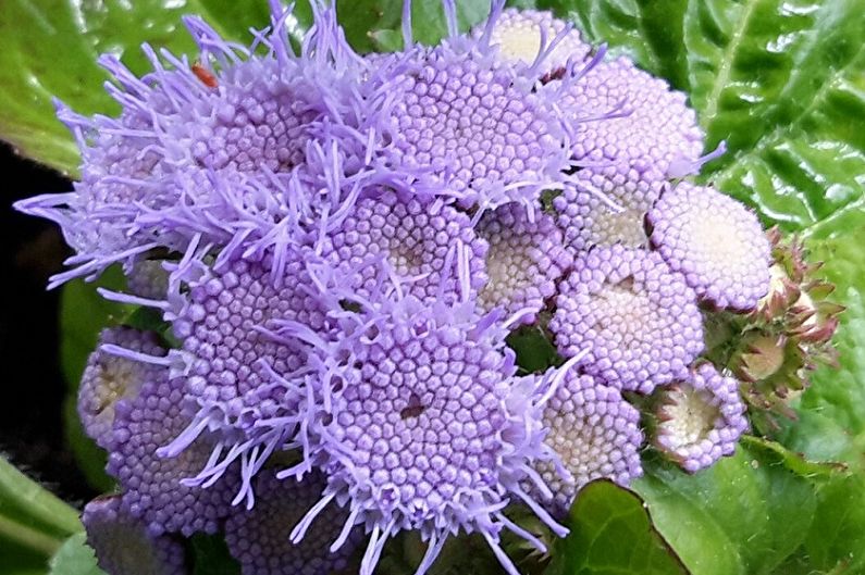 Ageratum - Humidity