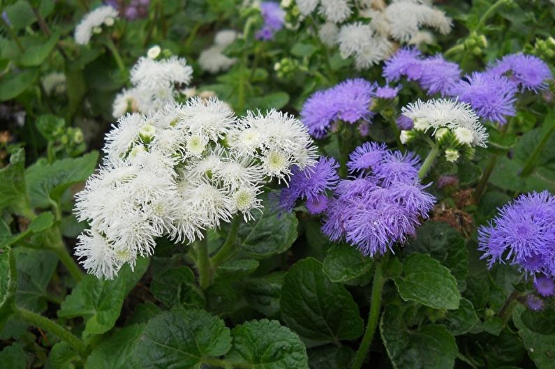 Ageratum - Vlhkosť