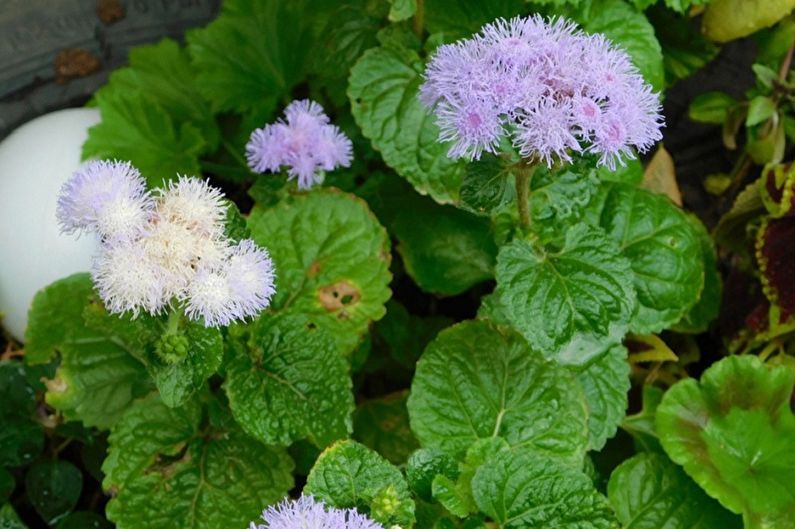 Ageratum - zalijevanje