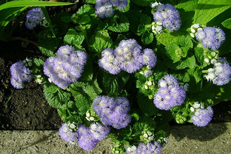 Ageratum - Fertilitzants i amaniments