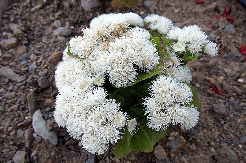 Ageratum - Phân bón và thay băng hàng đầu