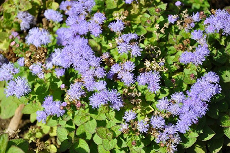 Ageratum - plagen en ziekten