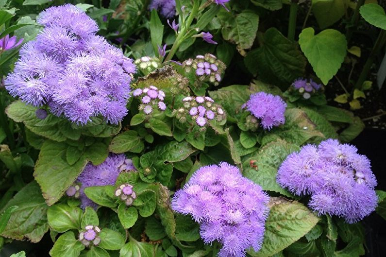 Ageratum - ศัตรูพืชและโรค