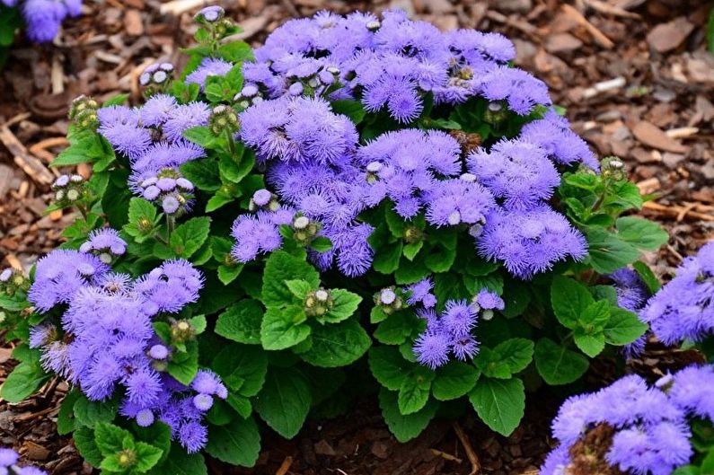 Como transplantar ageratum