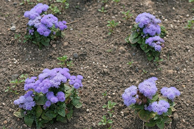 Hvordan transplantere ageratum