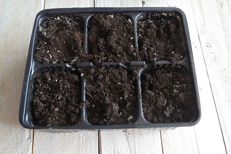 Ageratum propagation by seeds