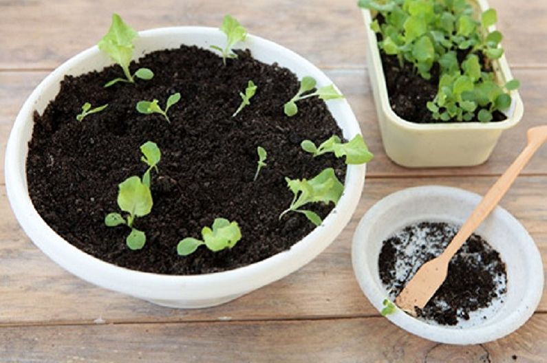 Propagació de Ageratum per llavors