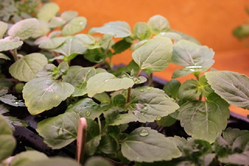 การขยายพันธุ์ Ageratum โดยการตัด