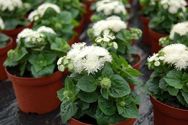 Ageratum dauginimas auginiais