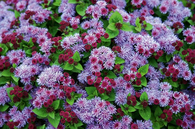 Ageratum - fotografia