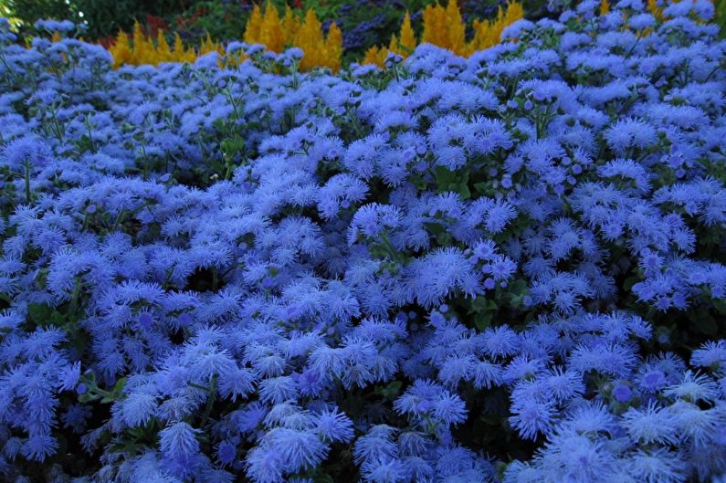 Ageratum - nuotrauka