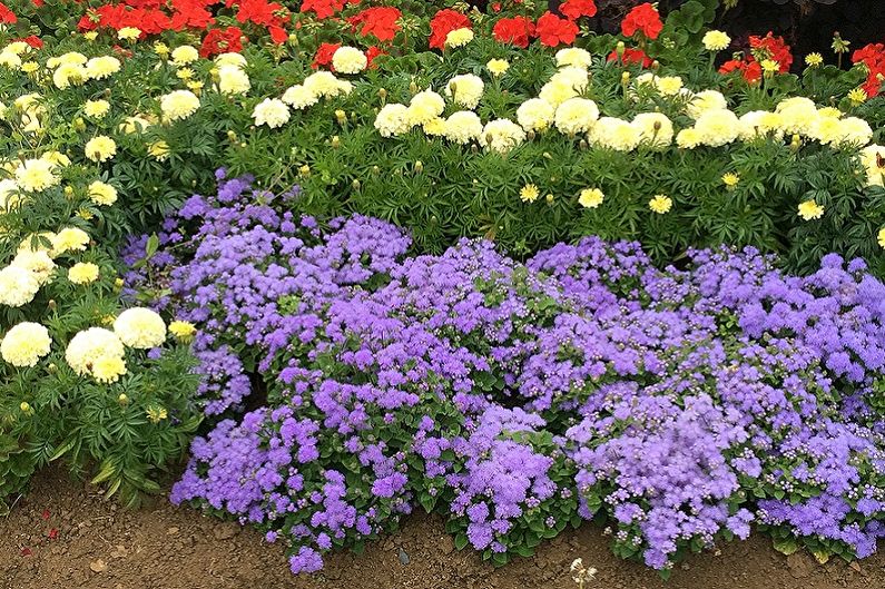 Ageratum - fotografia