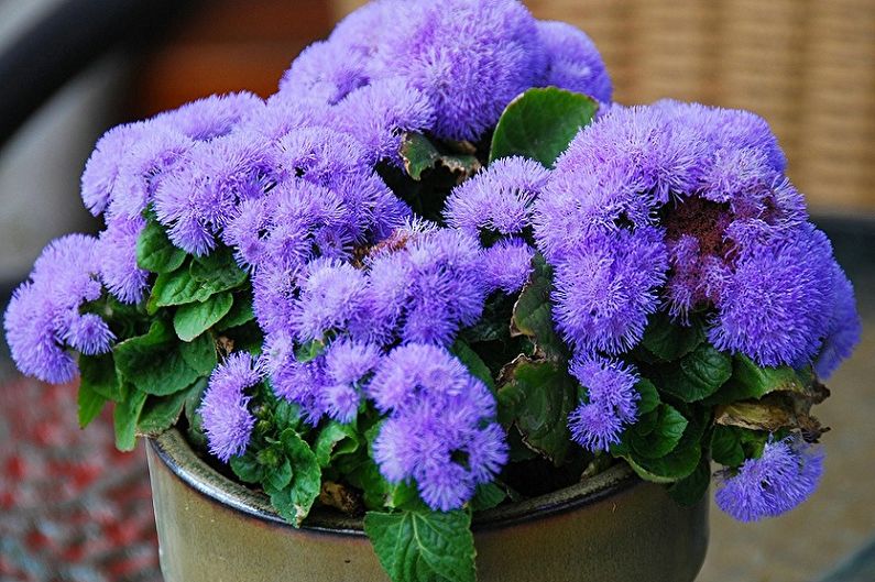 Ageratum - fotografia