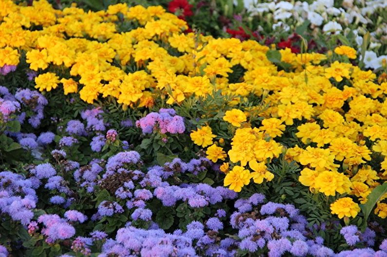 Ageratum - larawan