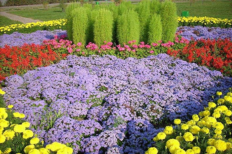 Ageratum - fotografia