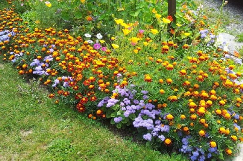 Ageratum - fotografia